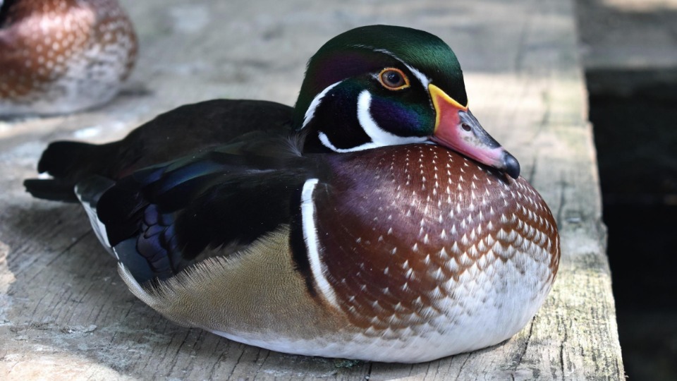 We know it looks like a painted wooden duck, but it really is a live male Carolina Wood Duck.