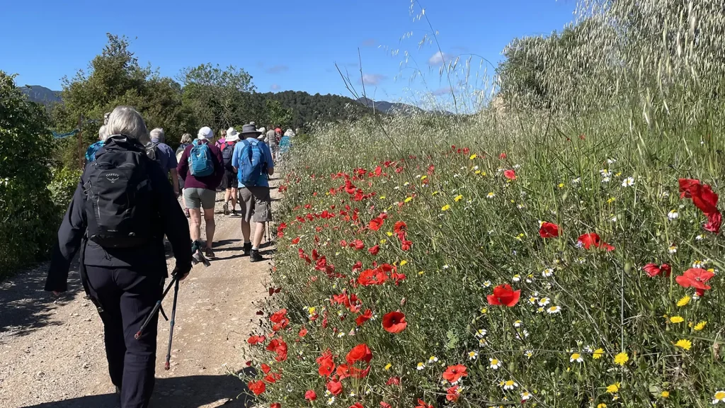 a walking group walking through catalonia next to wild flowers