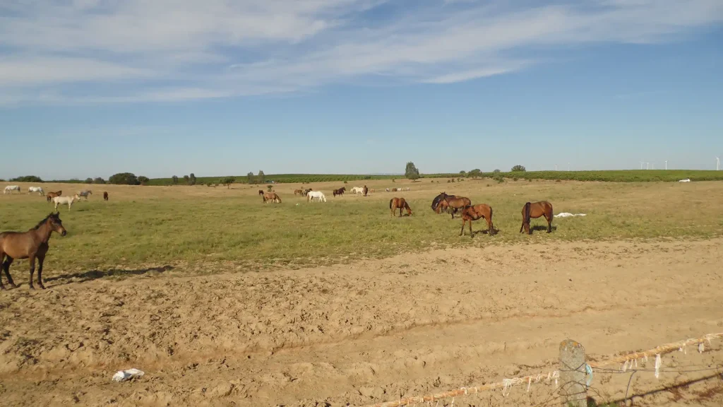 El Rocio, Doñana National Park, Spain