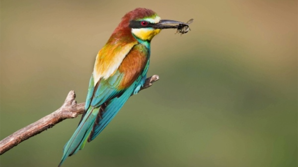 bee eater copy